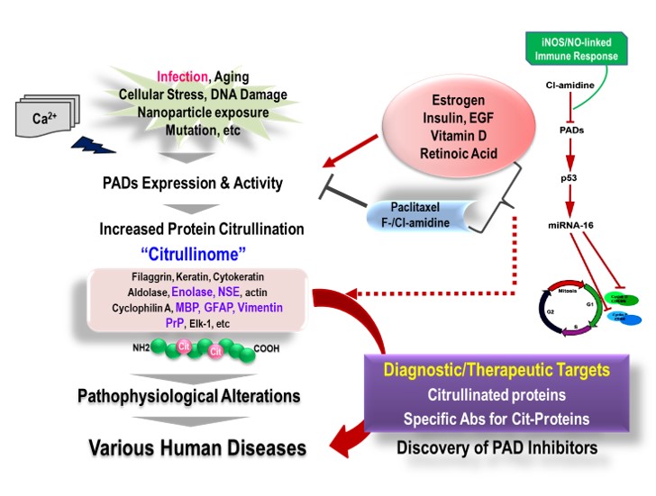 노화 및 퇴행성신경질환연구